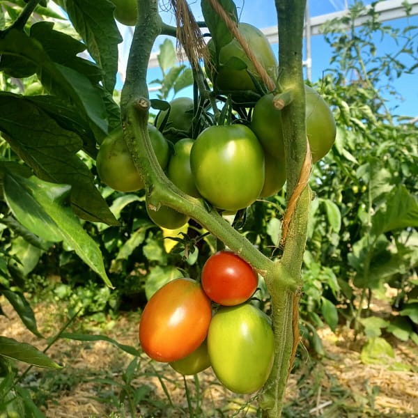 Tomaten-Juli