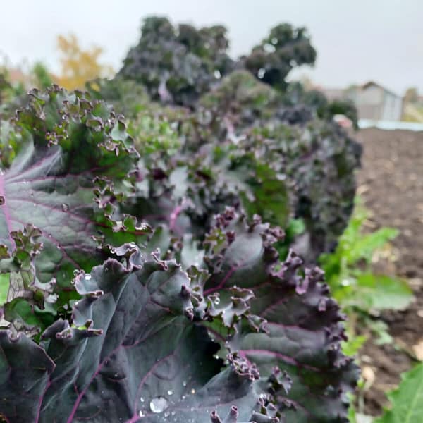 Gruenkohl-Okt-26